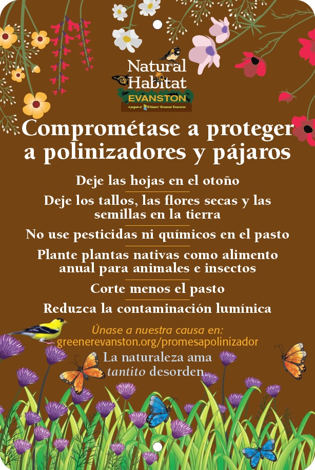 pledge brown wildflowers Spanish